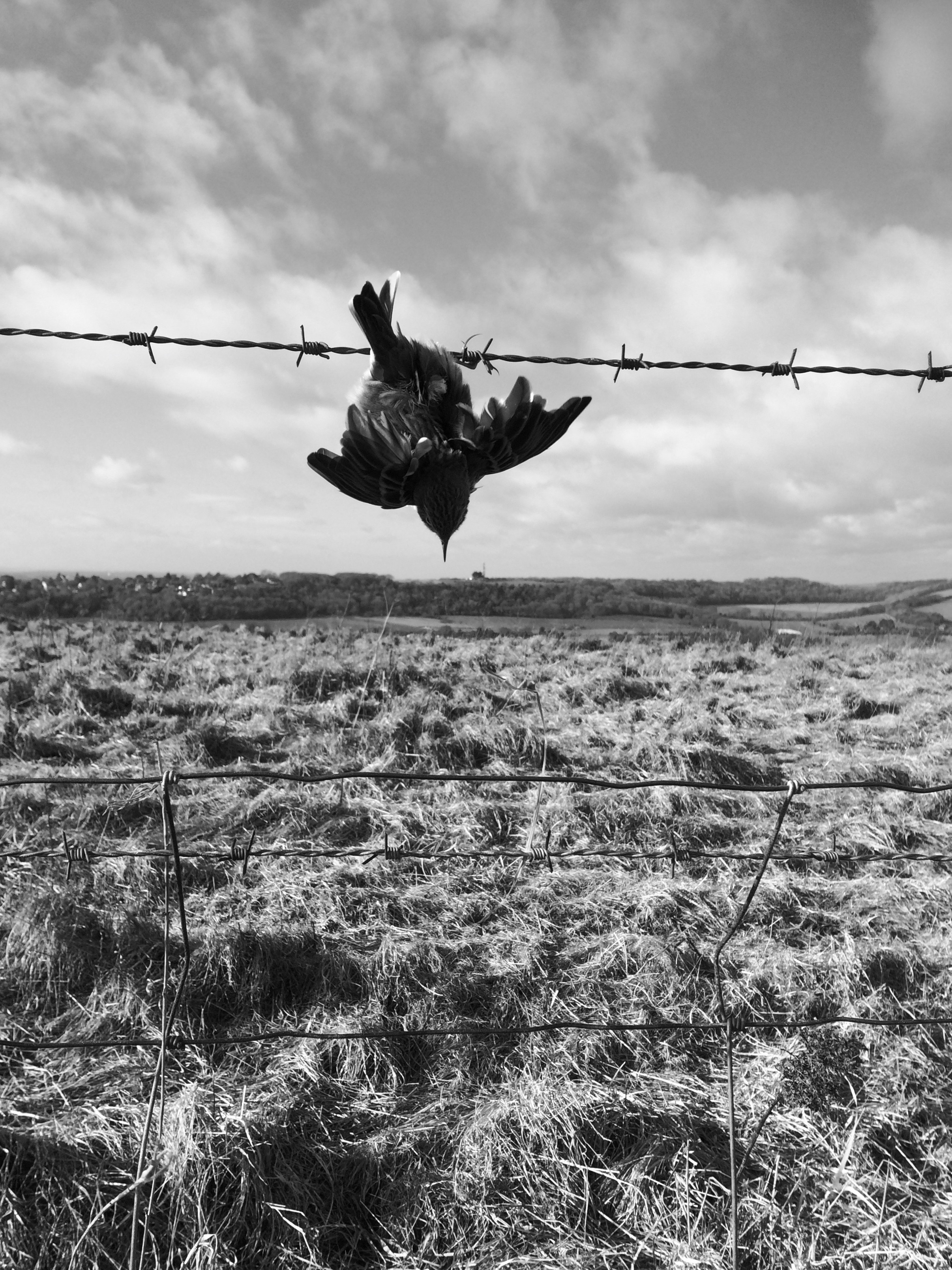 TreeCreeper nr Cissbury Rings IMG_5643